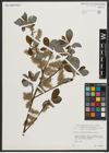 Foto von Salix appendiculata Vill.